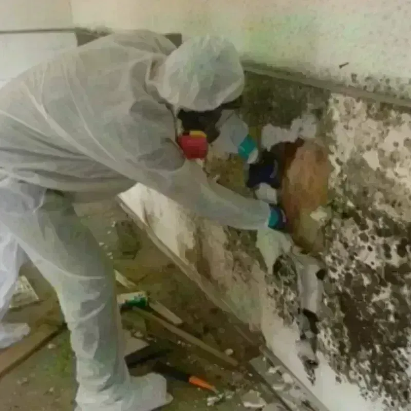 Mold Remediation and Removal in Inkster, MI